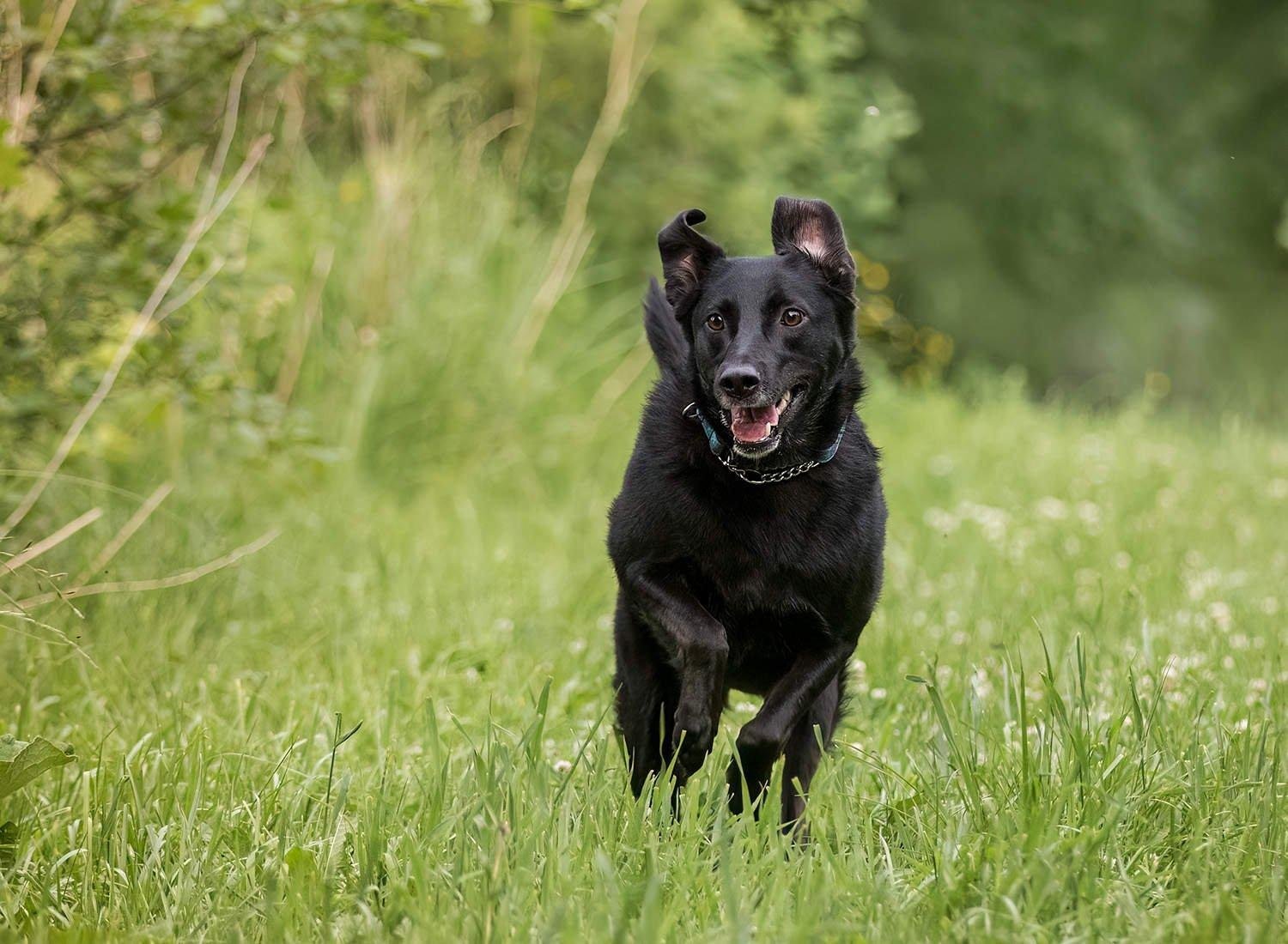 oronto - Dream About A Black Dog – Spiritual and Psychological Insights