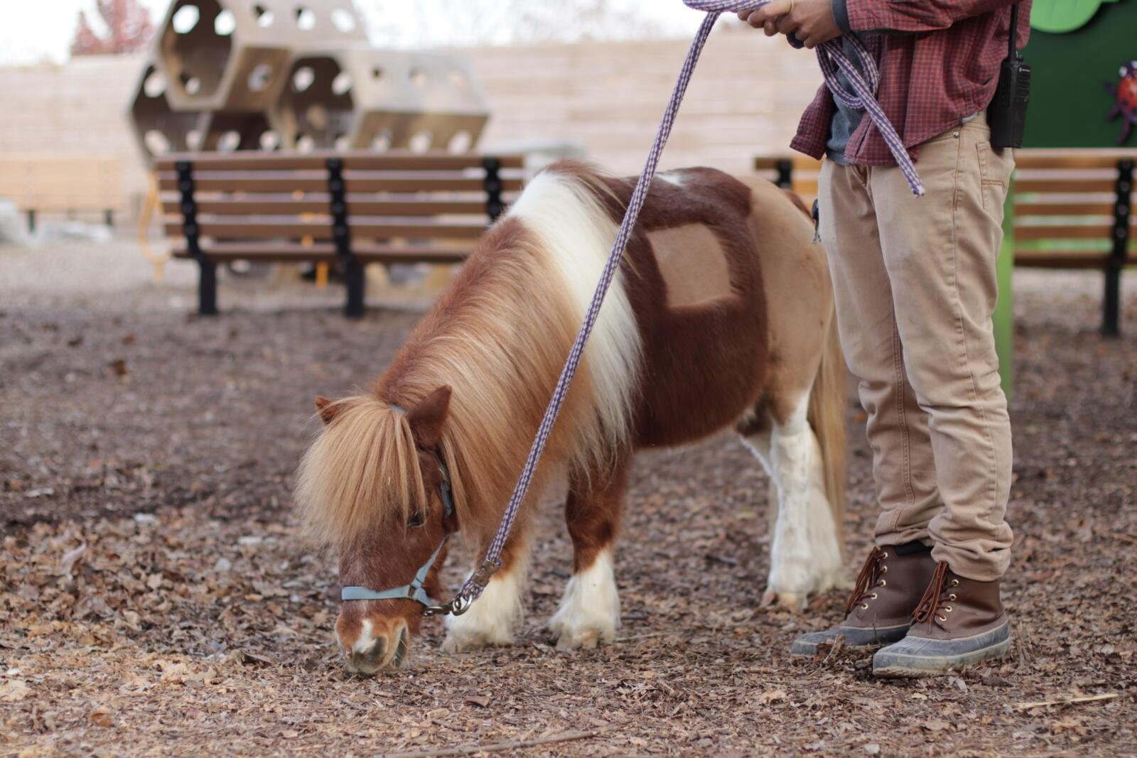 orse 1 - Dream About Mini Horse – Causes and Interpretations