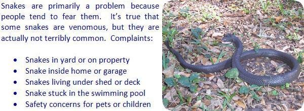 osnake.jpg67097b4fa81ca - Dream About Killing Snakes In House – Symbolism and Significance