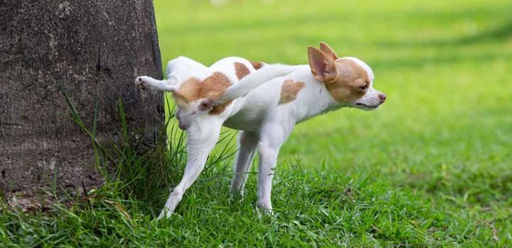 pee4.jpg6717c2fda4d68 - Dream About Dog Peeing On The Floor – Exploring the Meaning