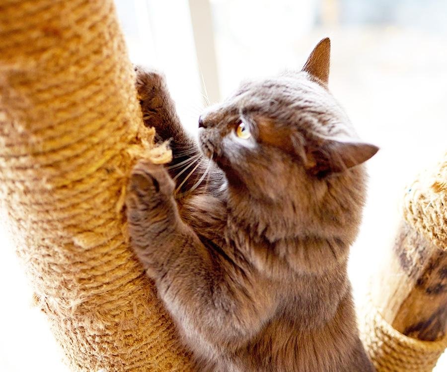 post 1.jpg6710a2fbdbf4a - Dream About Cat Scratching You – Spiritual and Psychological Insights