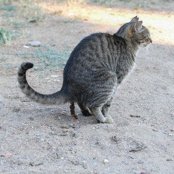 qjg8fz - Dream About Cat Pooping – Decoding the Message