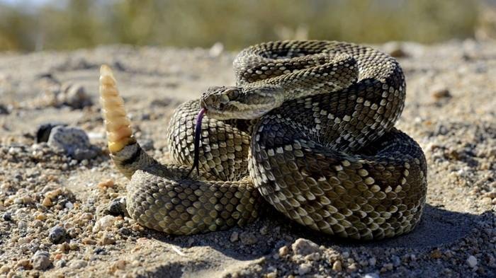 qwsd51.jpg670ae2b07d8fa - Dream About Rattle Snake – Exploring the Meaning