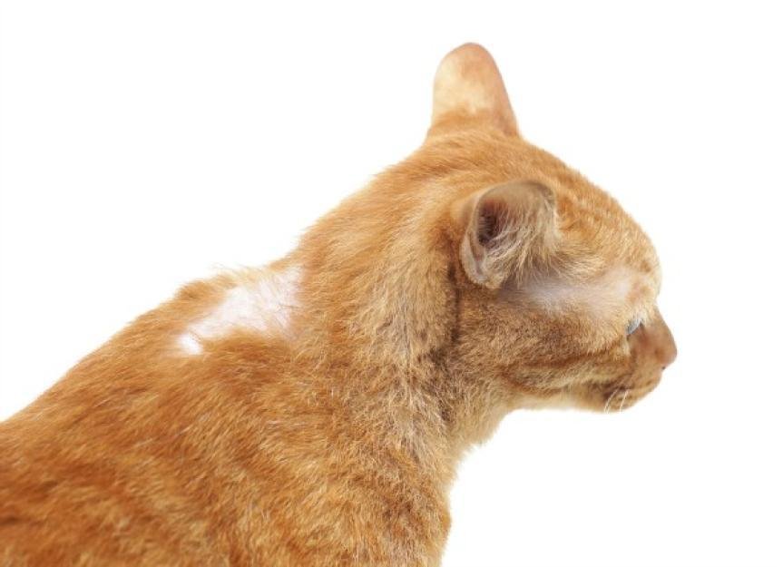 r cats - Dream About Cat Losing Fur – Decoding the Message