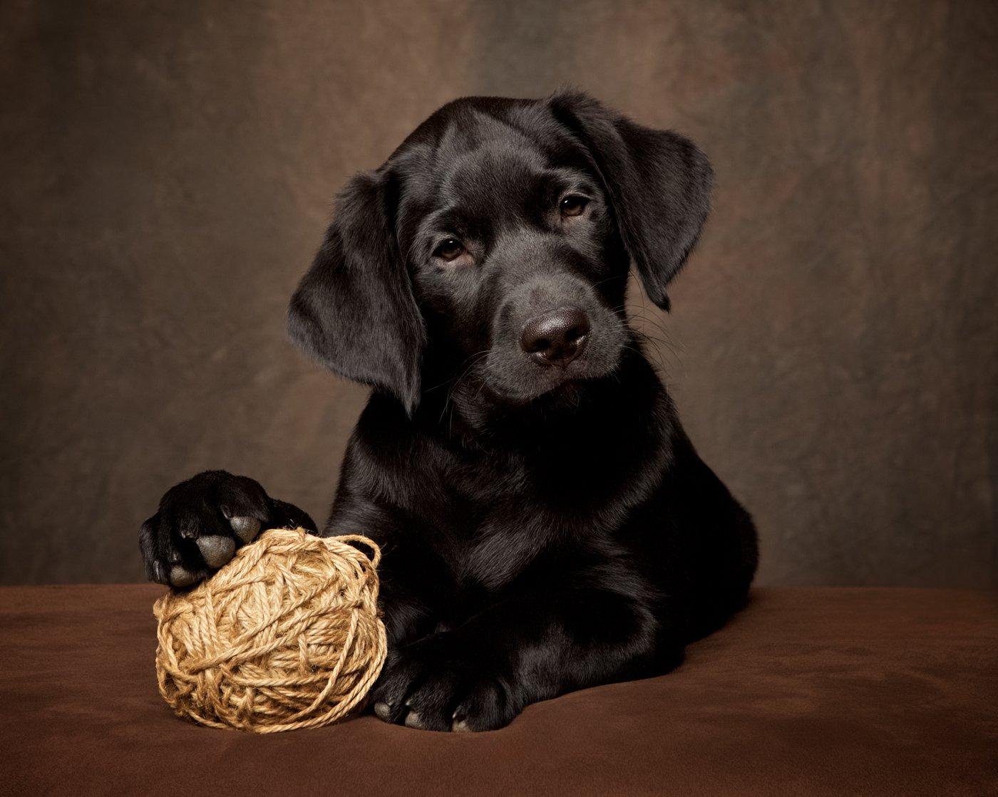 rapher.jpg6715983b86204 - Dream About 2 Black Dogs – Decoding the Message