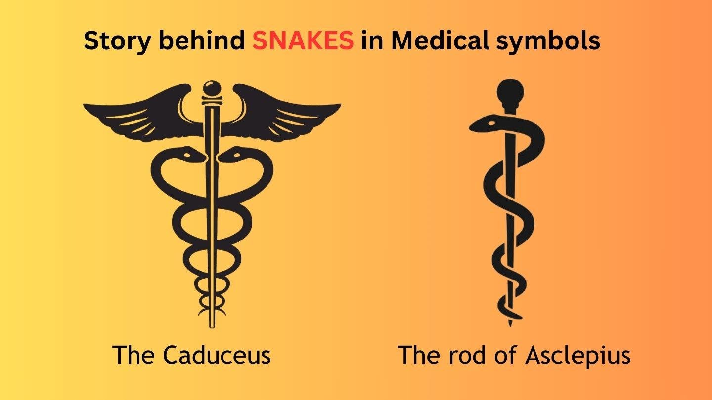 rd feb.jpg67145e2fb8618 - Dream About Snake And Fish – Symbolism and Significance