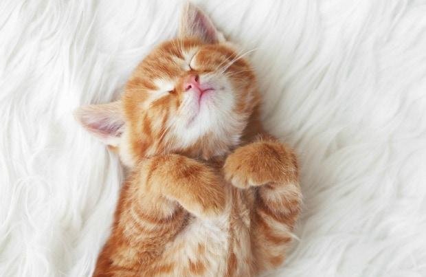 ream 1.jpg66fdd84be2744 - Dream About Seeing Cat – Analysis and Explanation
