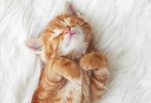 ream 1.jpg6706763c9b799 220x150 - Dream About Cat Smiling – What It Could Indicate