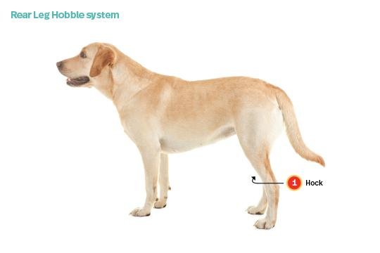 rement - Dream About Dog Leg Falling Off – Hidden Messages and Insights