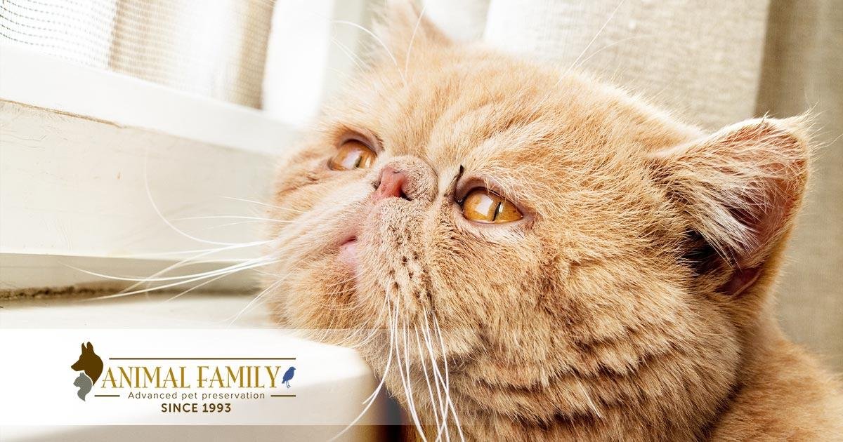repare.jpg6703a909dd382 - Dream About Cat Dying – Analysis and Explanation