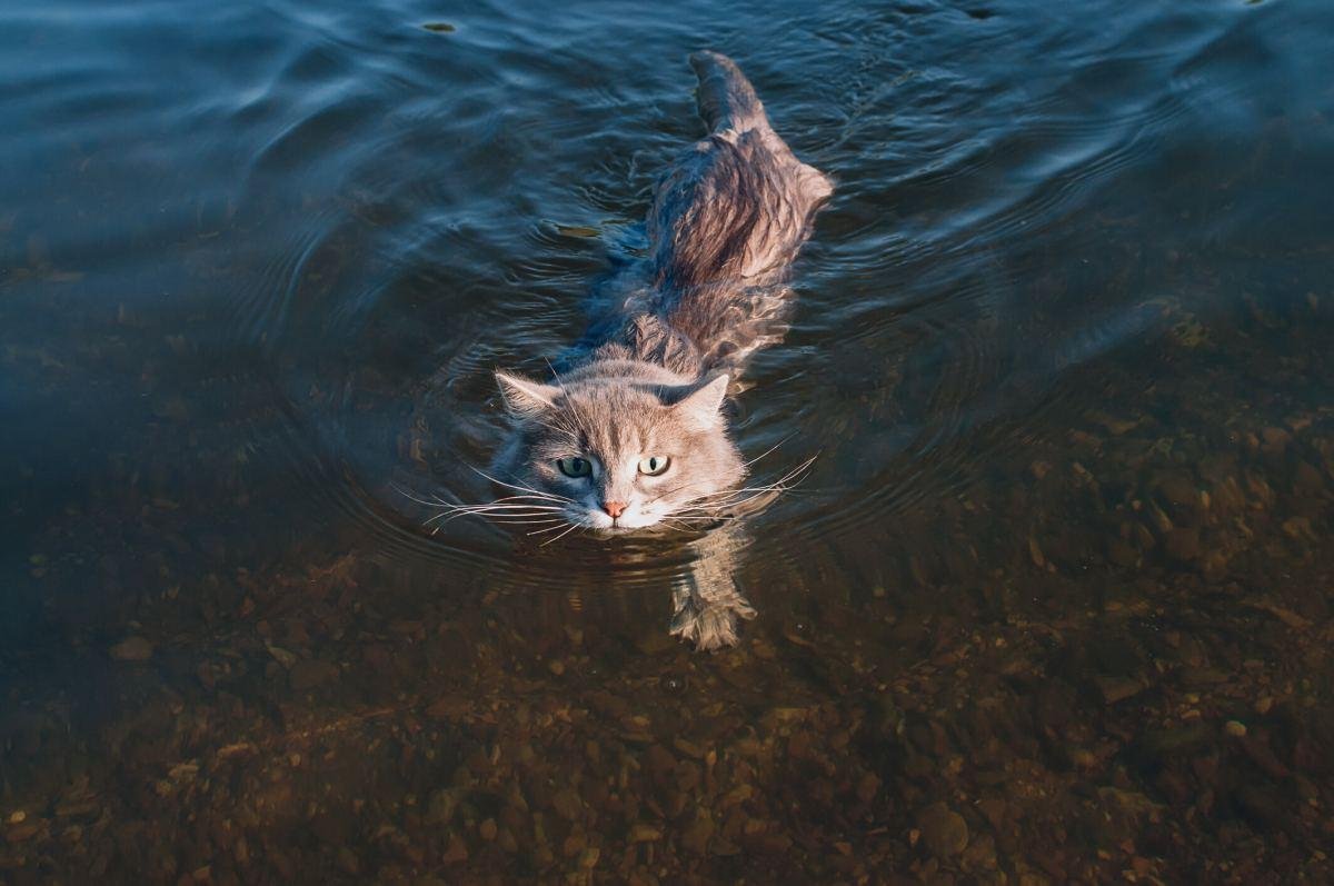 ressed - Dream About Cat Swimming – Understanding Its Implications