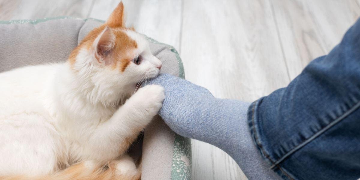 ressed.jpg671373c12b919 - Dream About A Cat Biting My Foot – Analysis and Explanation