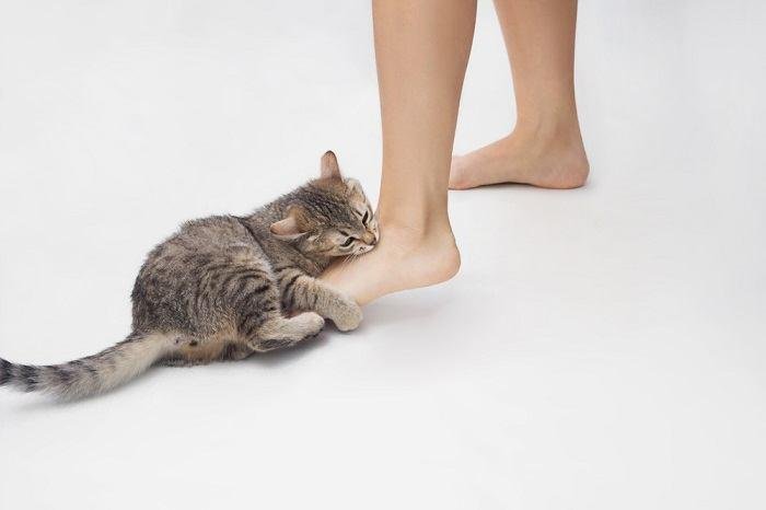ressed.jpg671373c603689 - Dream About A Cat Biting My Foot – Analysis and Explanation