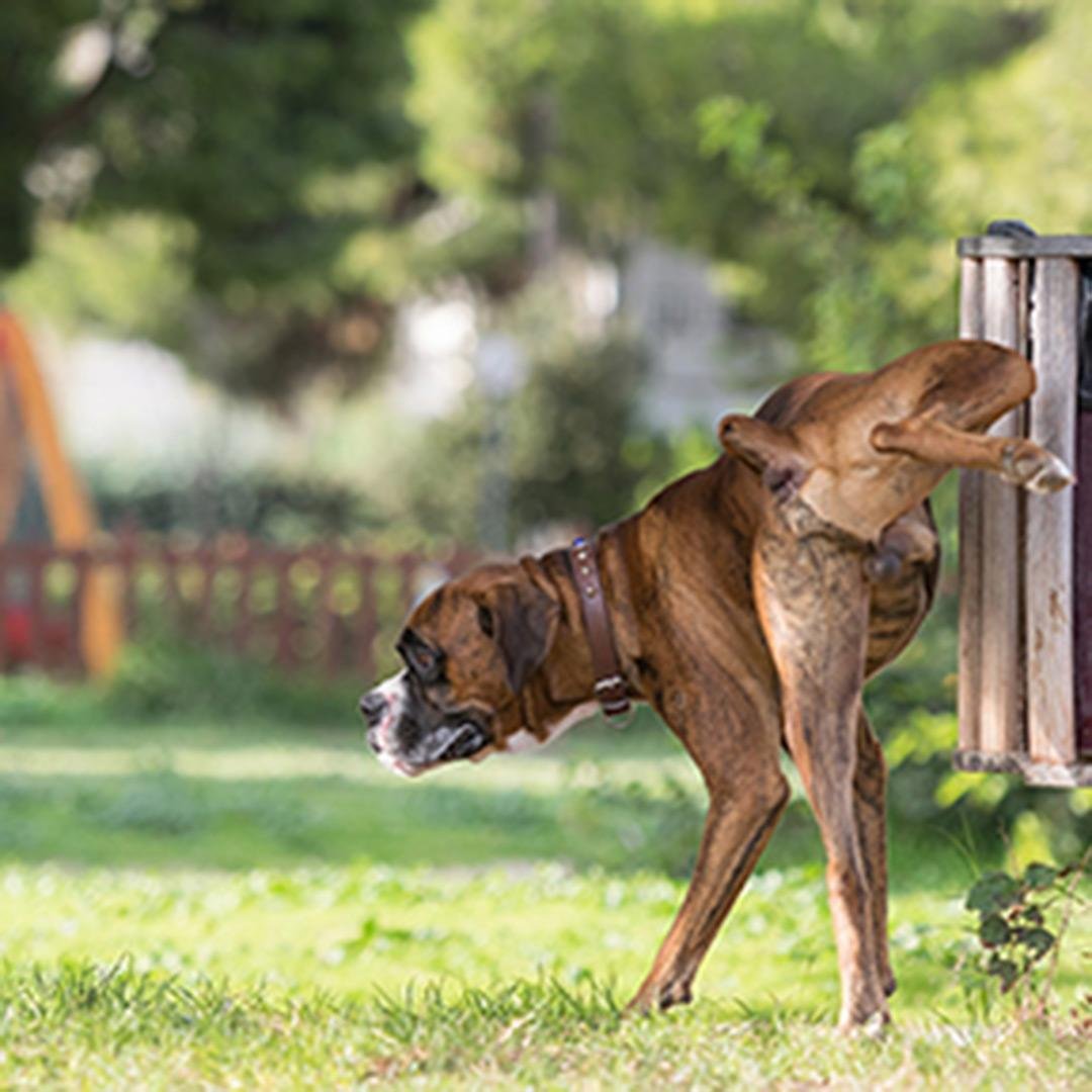 rine 1.jpg6717c3033b6c6 - Dream About Dog Peeing On The Floor – Exploring the Meaning