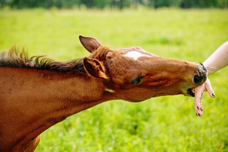 rses 2 - Dream About Horse Biting Me – What It Could Indicate