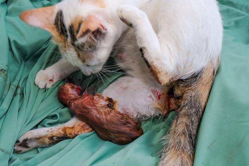 rstock - Dream About Cat Giving Birth In Islam – Understanding Its Implications