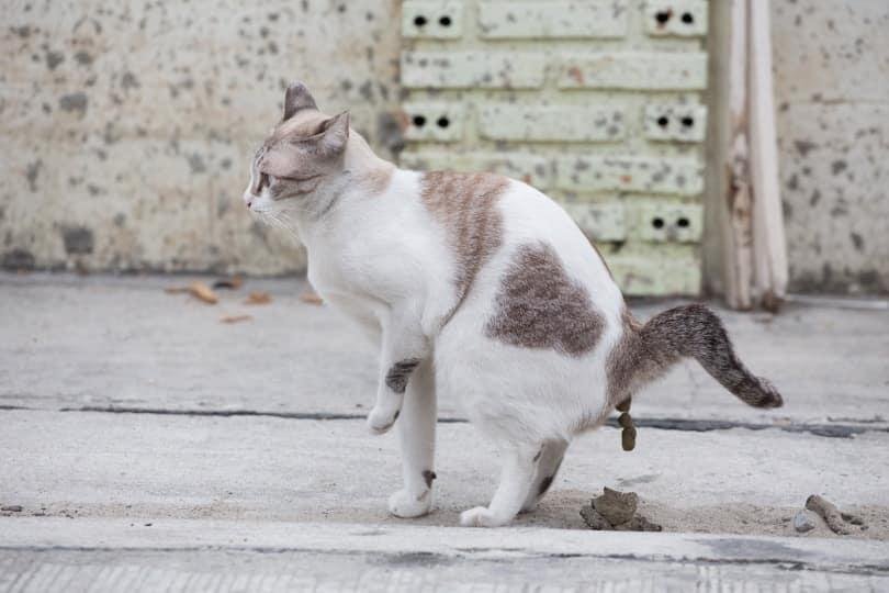 rstock.jpg6704b6bc2e344 - Dream About Cat Pooping – Decoding the Message