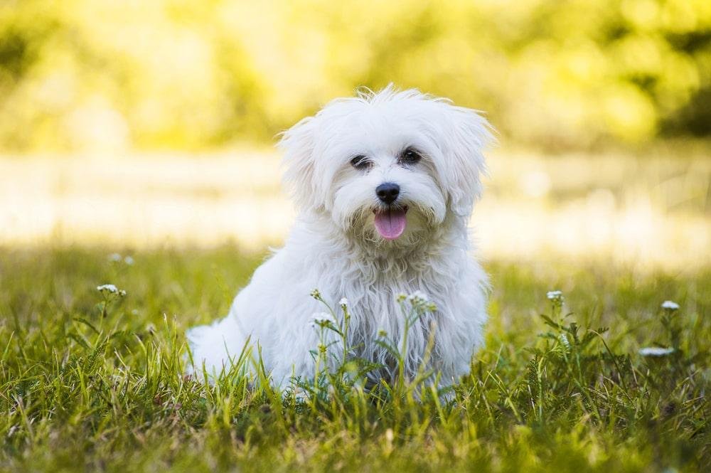 rstock.jpg670772bb7454d - Dream About White Dog – Hidden Messages and Insights