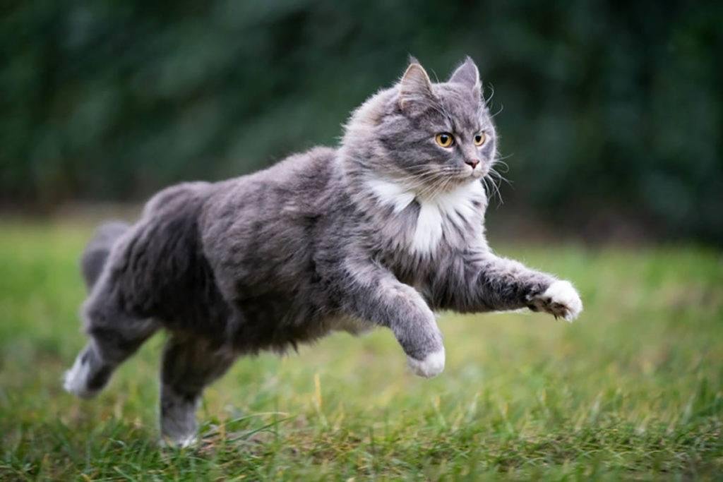 rstock.jpg670f20c42b195 - Dream About Cat Running – Exploring the Meaning