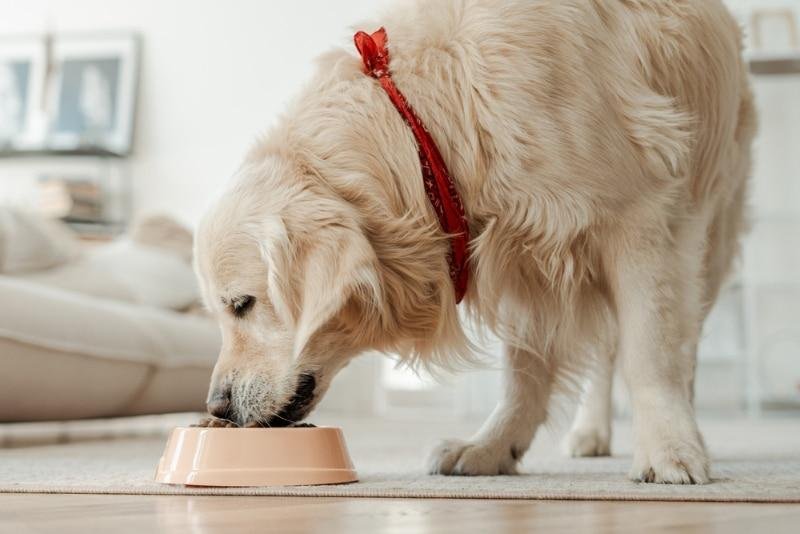 rstock.jpg670f5115b4f56 - Dream About Not Feeding Dog – What It Represents