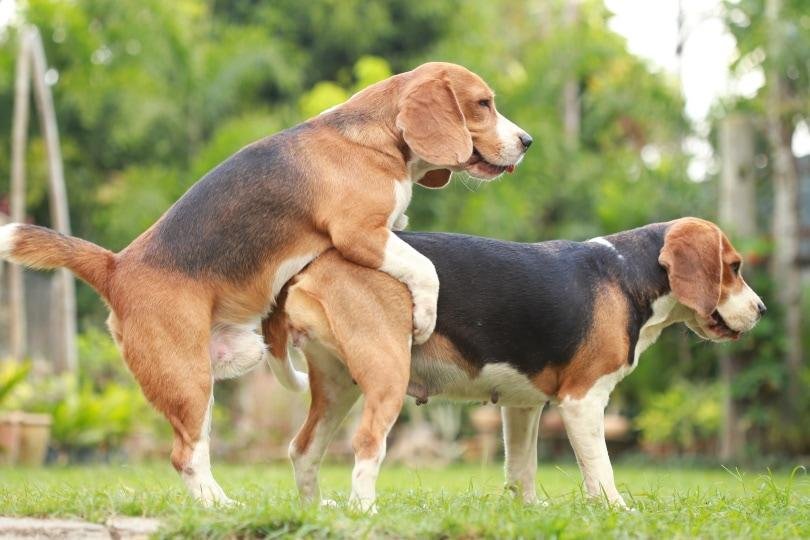 rstock.jpg67145de7905de - Dream About Dogs Mating – Analysis and Explanation