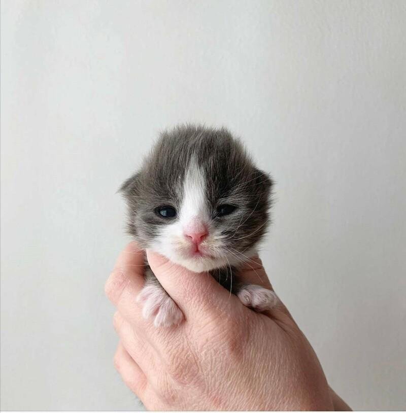 russ 2 - Dream About A Newborn Cat – Spiritual and Psychological Insights
