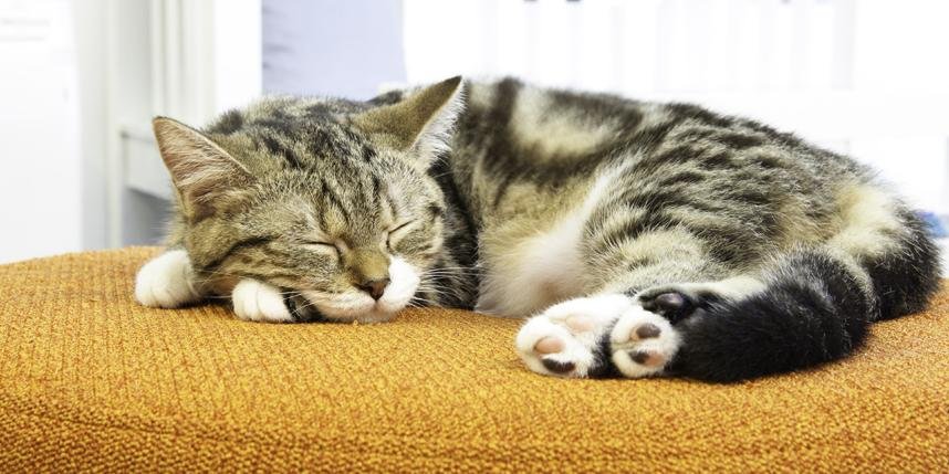 s blog - Dream About A Cat Sleeping On Me – Understanding Its Implications