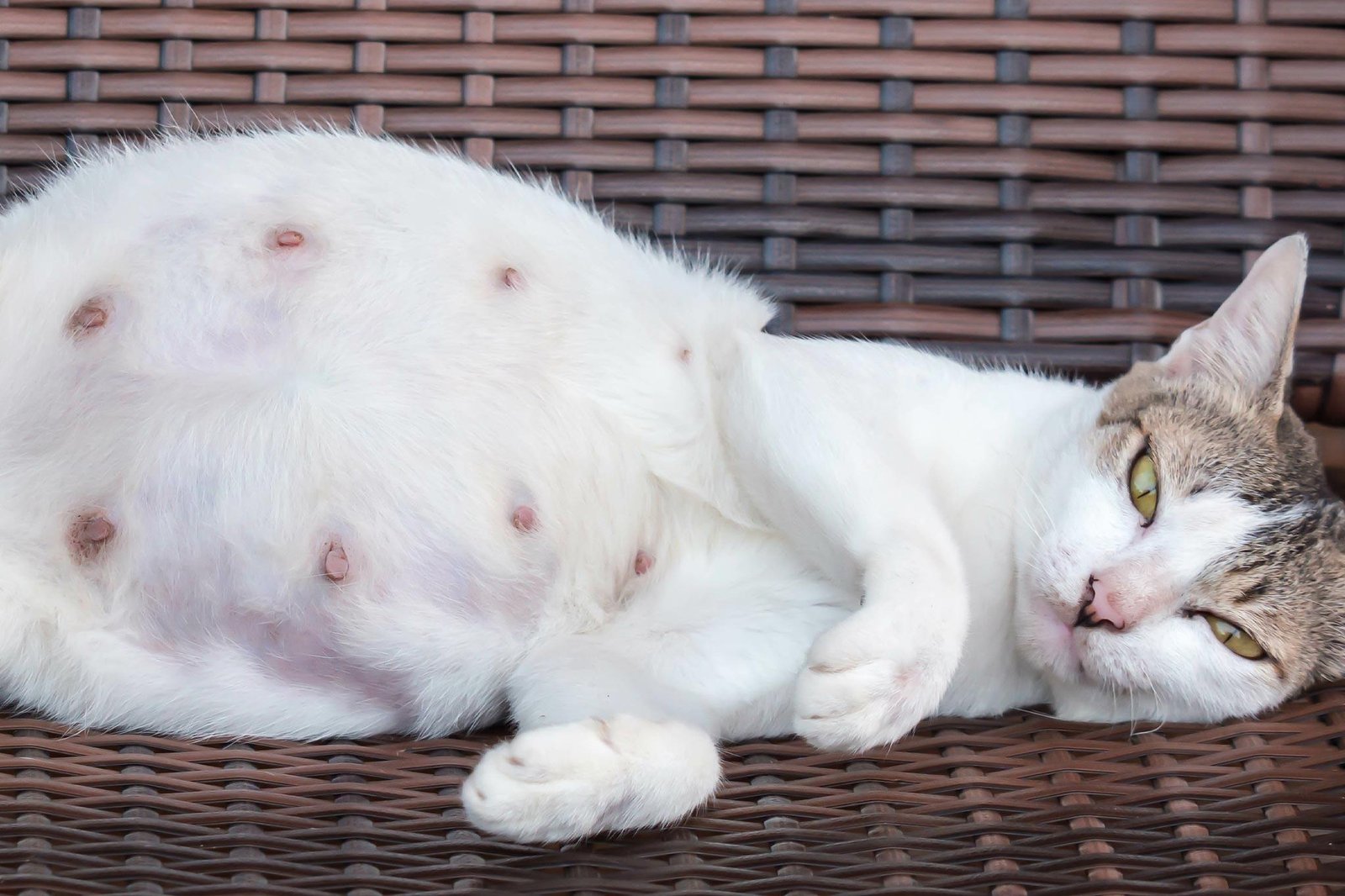 s co 1 - Dream About Pregnant Cat – Causes and Interpretations