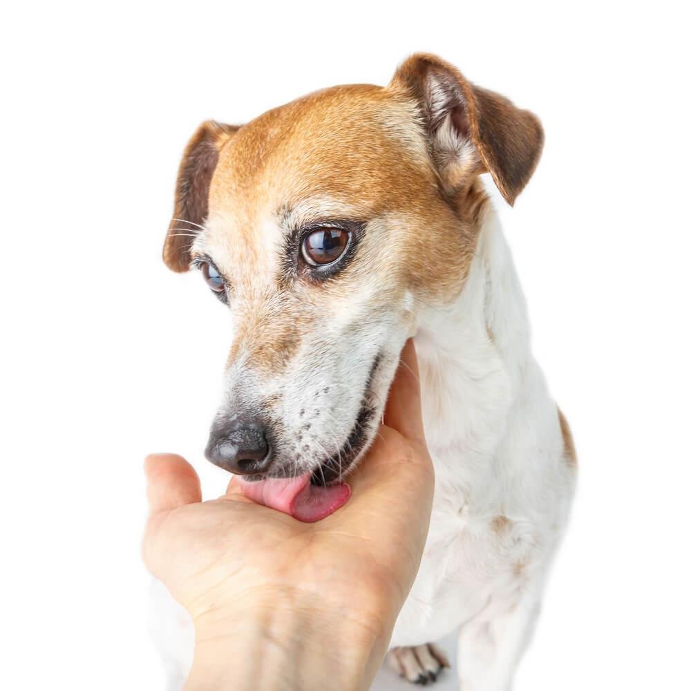 s hand - Dream About Dog Licking My Hand – Decoding the Message