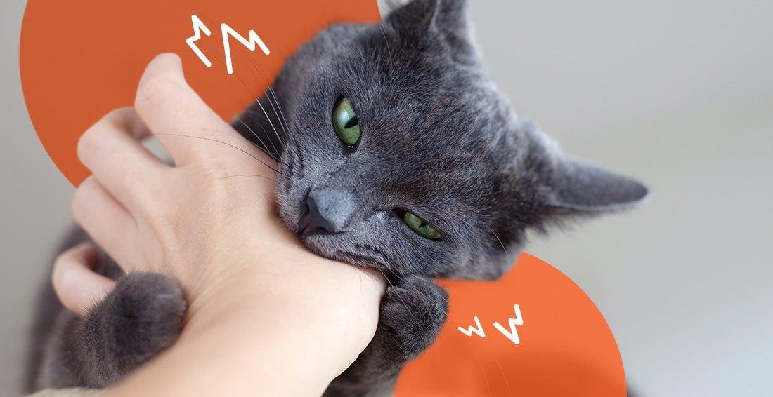 s hand.jpg670d752424e30 - Dream About Cat Biting Me – Analysis and Explanation