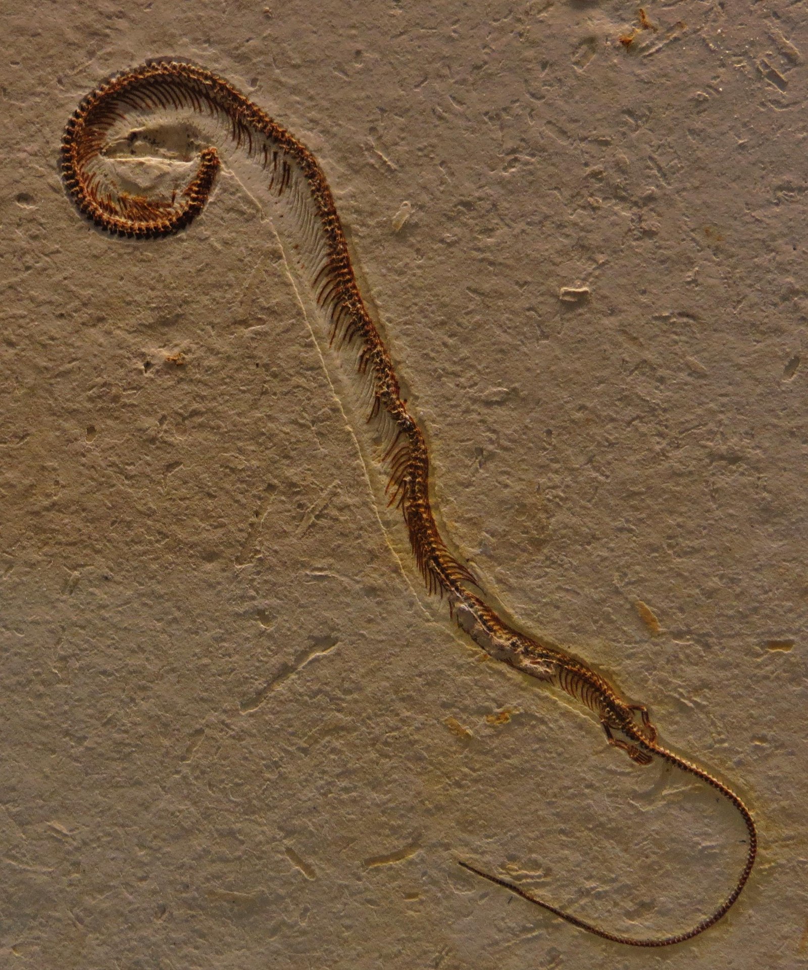 s 3483 - Dream About Snake With Legs – Decoding the Message