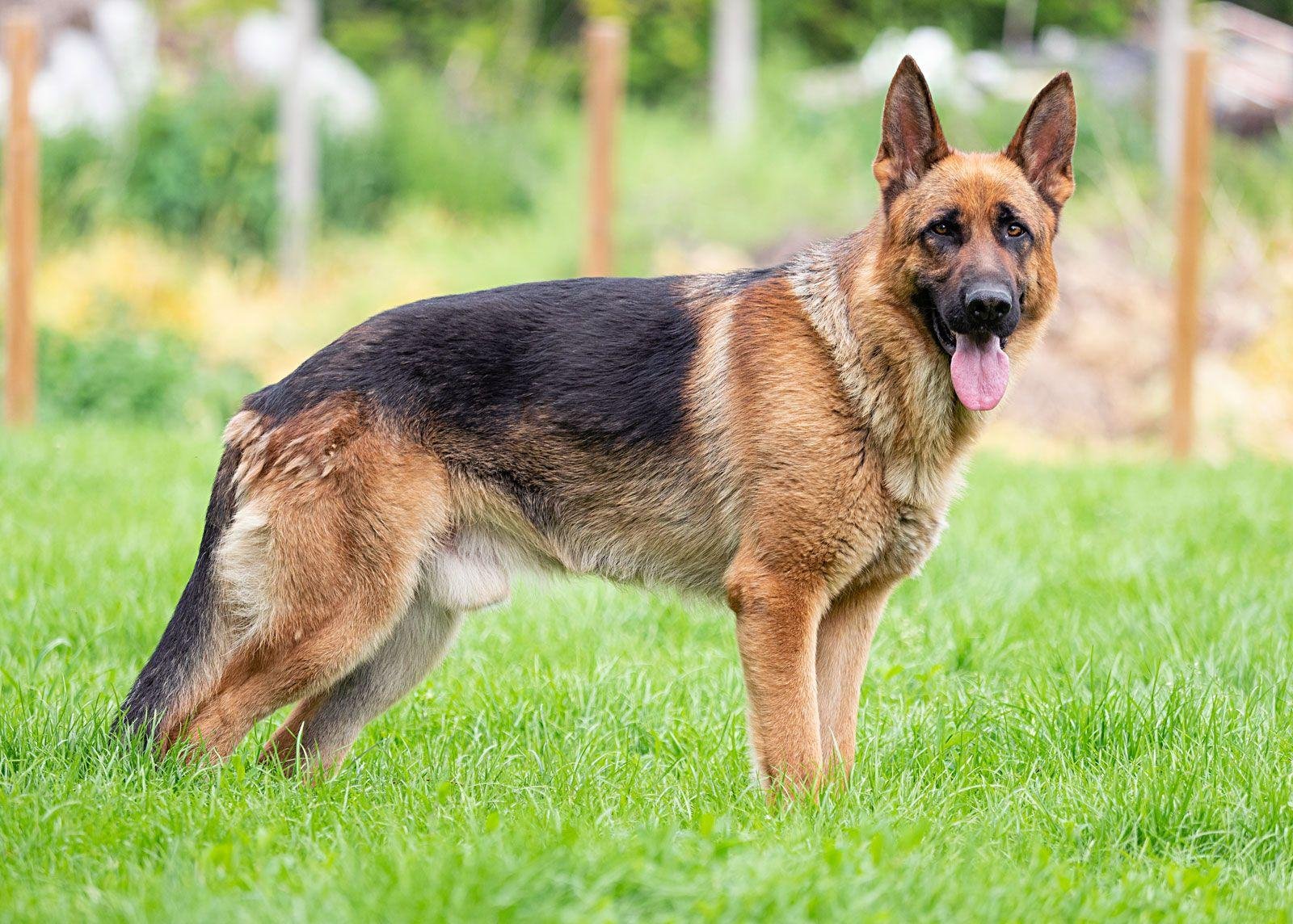 satian.jpg670d3874b5c4e - Dream About 3 Dogs – Causes and Interpretations