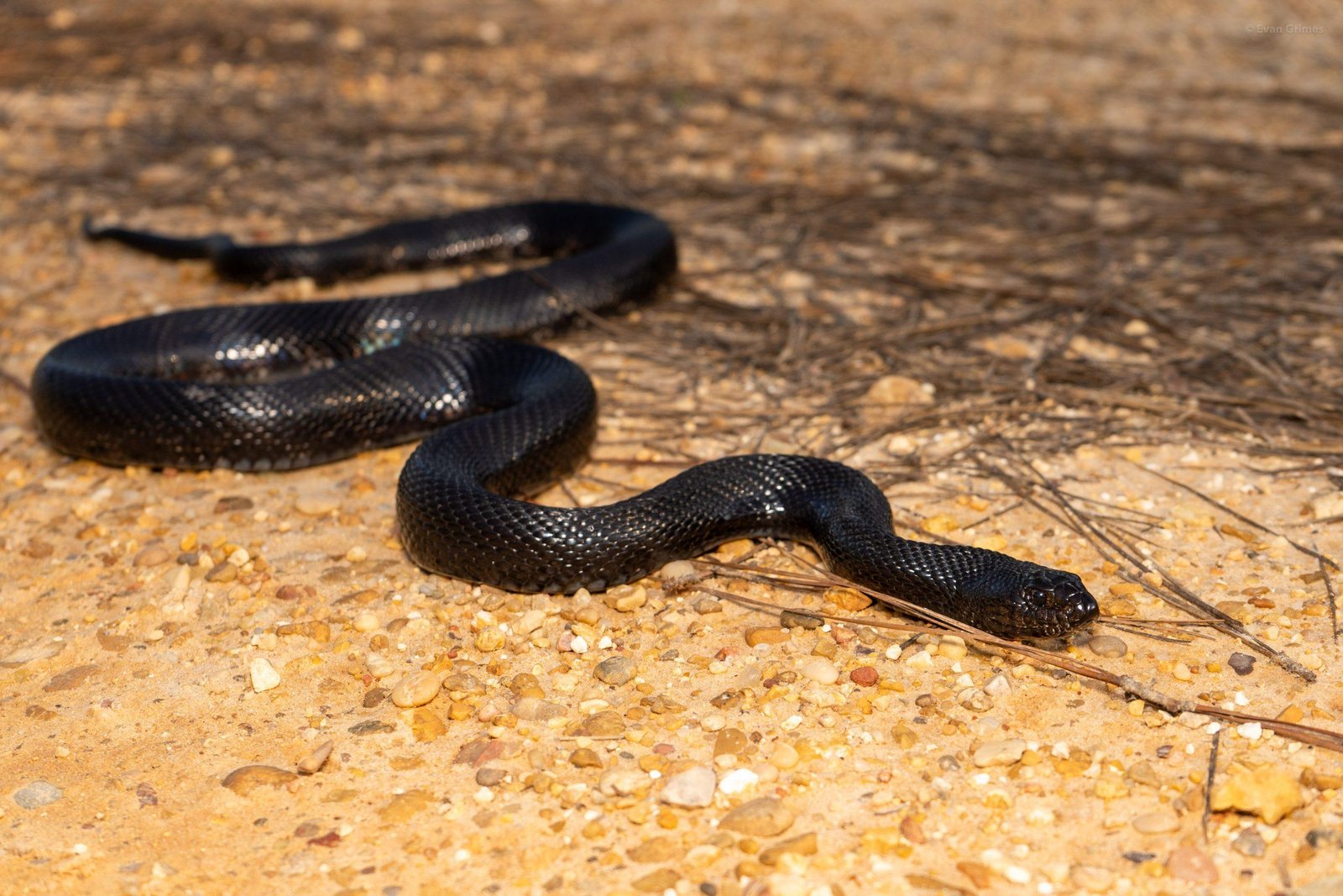 scaled.jpg6700abeda6e6a - Dream About 2 Black Snakes – What It Could Indicate