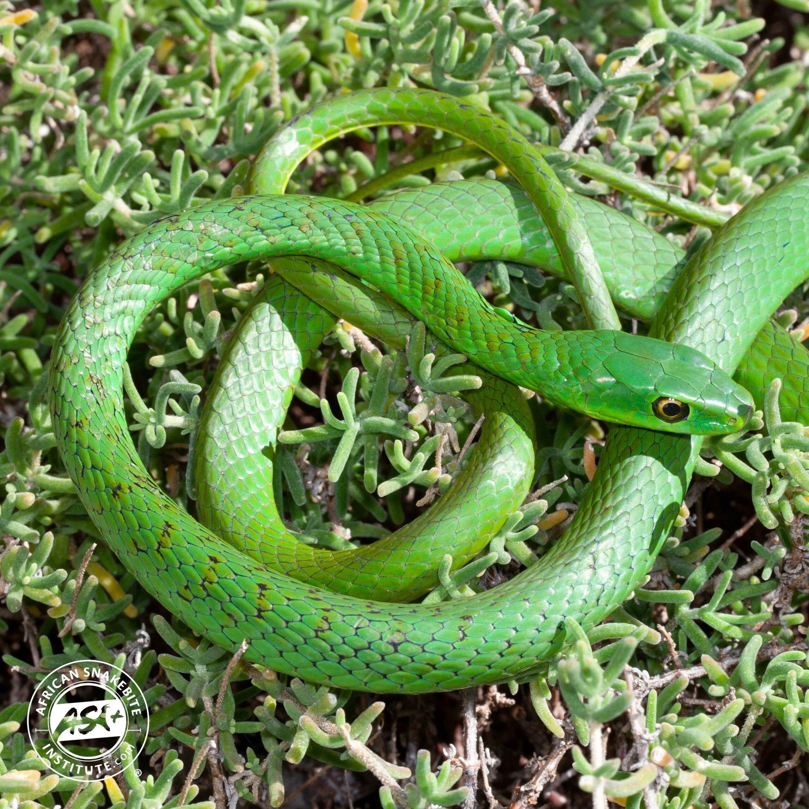 scaled.jpg6708feb10dc94 - Dream About Green Snake – Hidden Messages and Insights