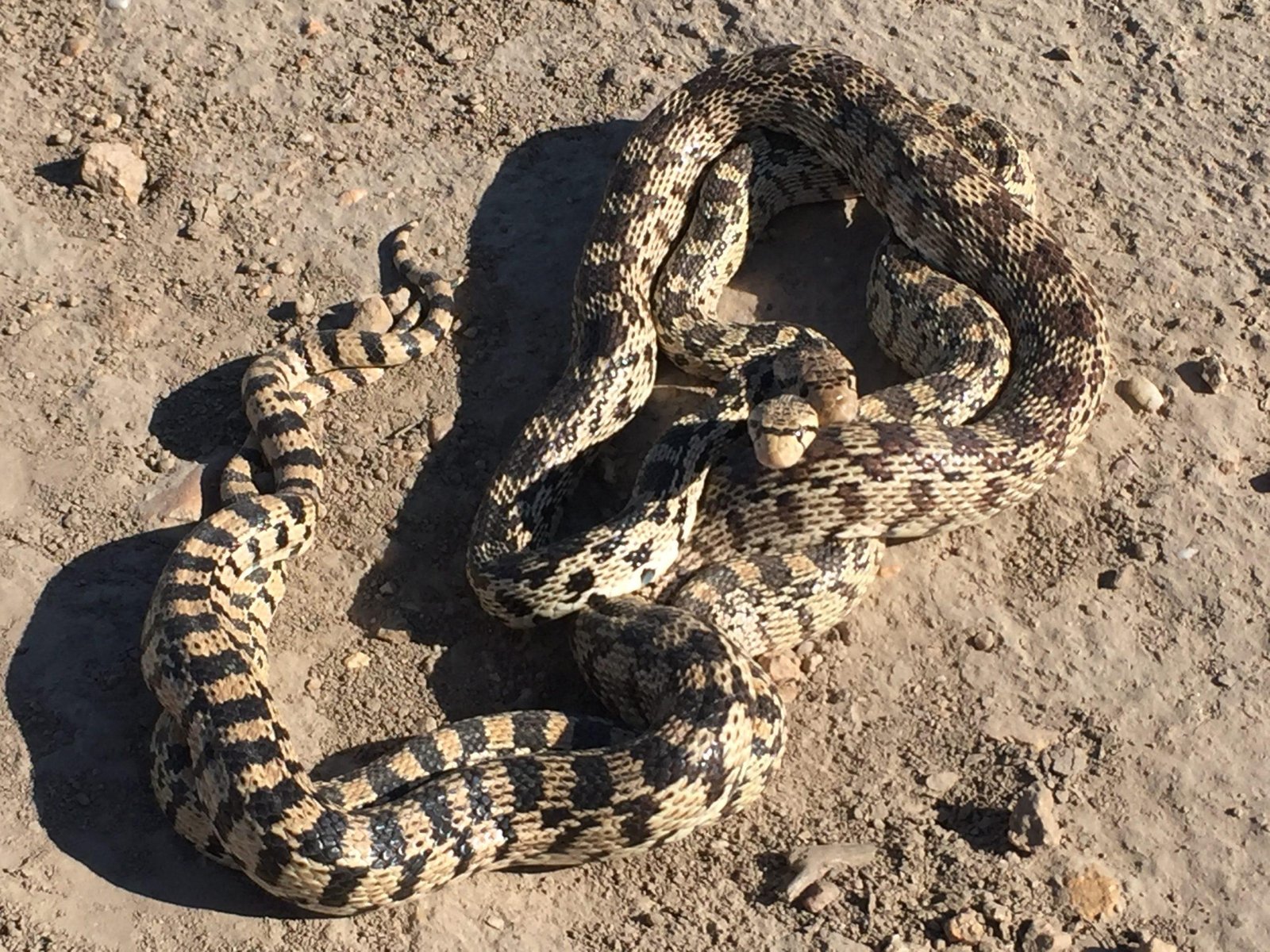 scaled.jpg670a0eb5e2dc8 - Dream About Snake Mating – What It Could Indicate