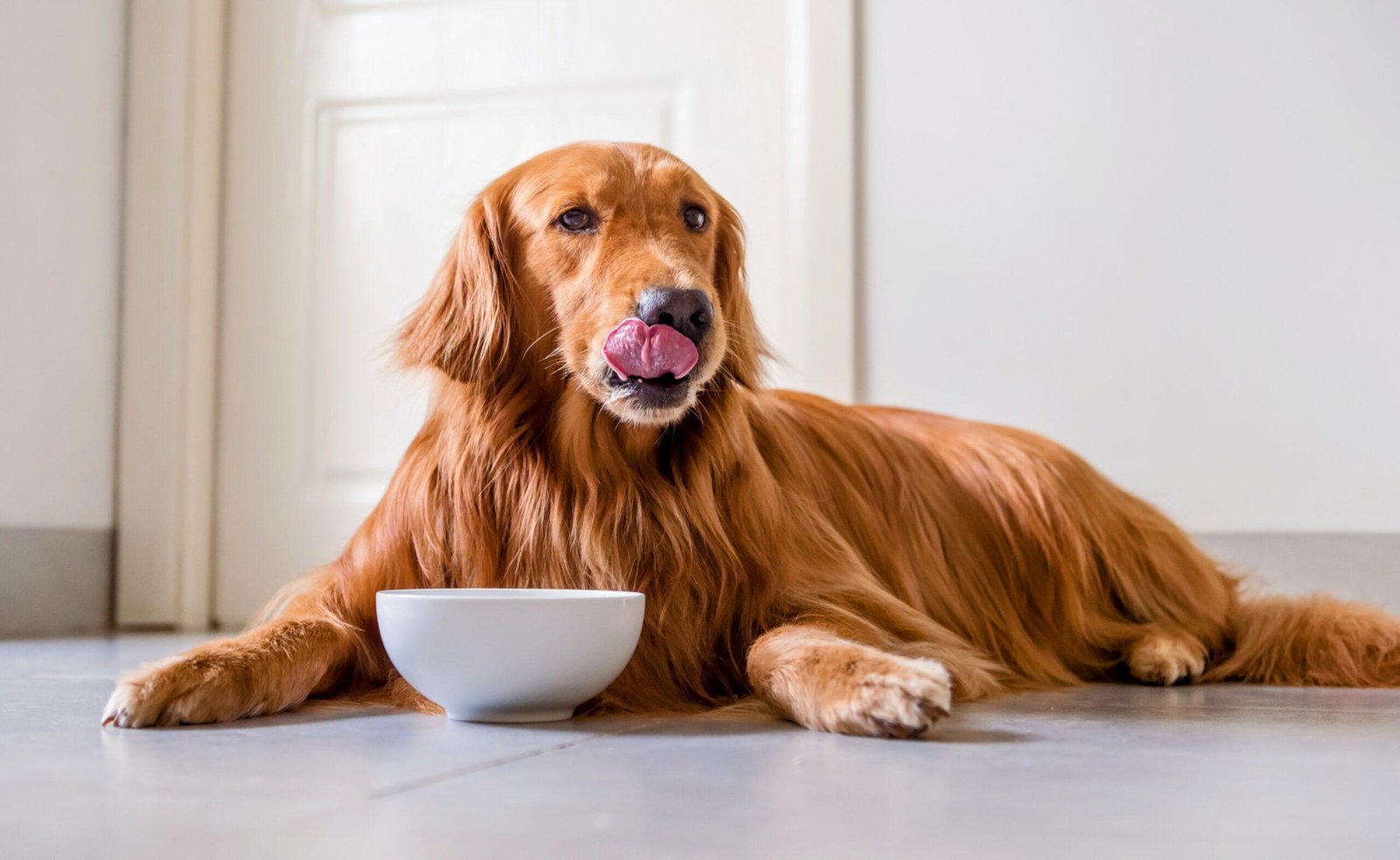 scaled.jpg670f511b95e46 - Dream About Not Feeding Dog – What It Represents