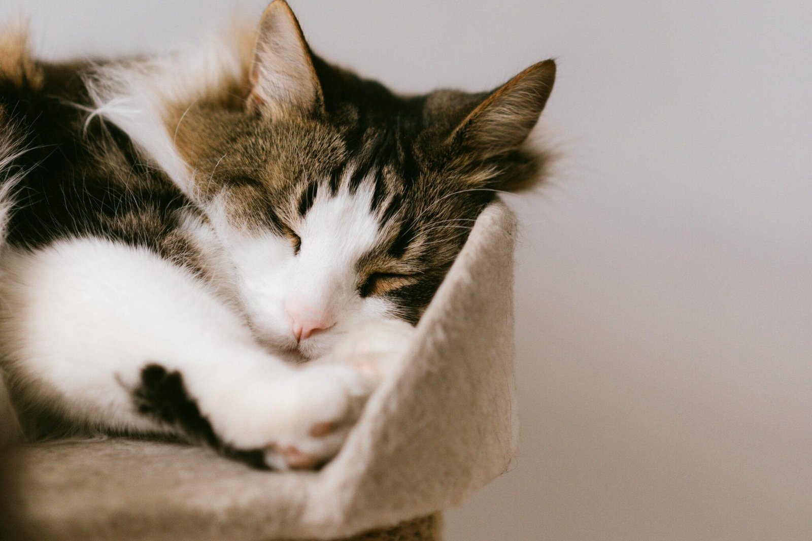 scaled.jpg6710f6f9dd1c9 - Dream About A Cat Following Me – Analysis and Explanation