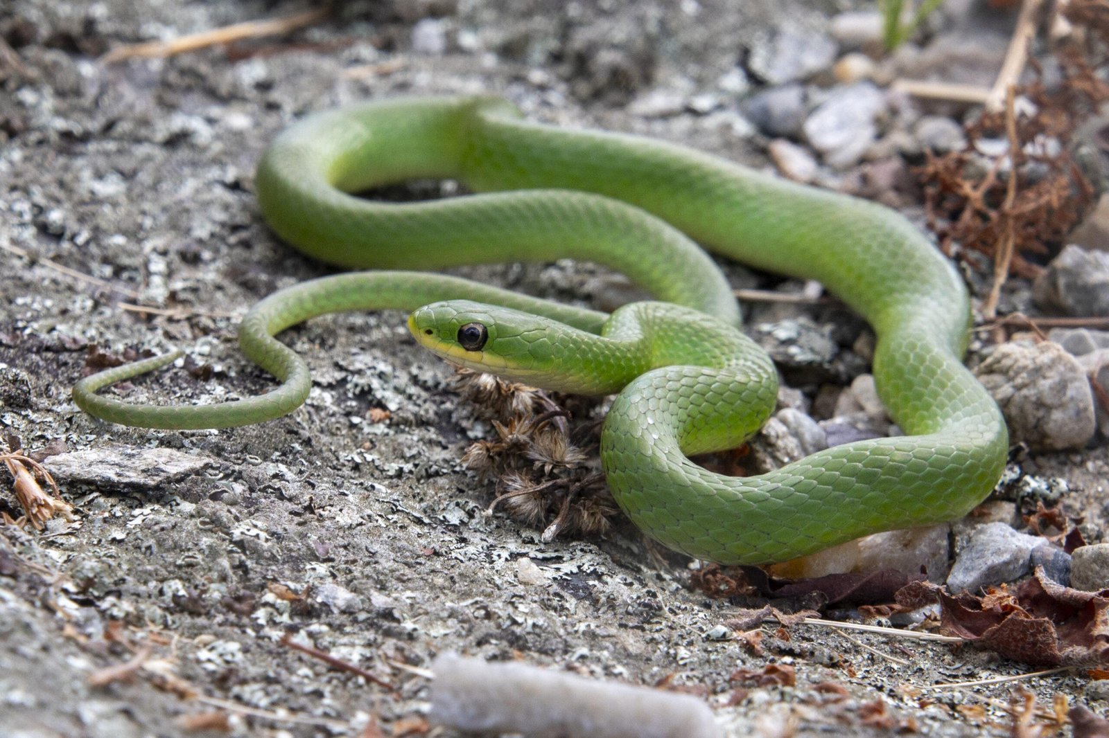 scaled.jpg67121b0e97535 - Dream About Green Snake Attacking Me – Hidden Messages and Insights