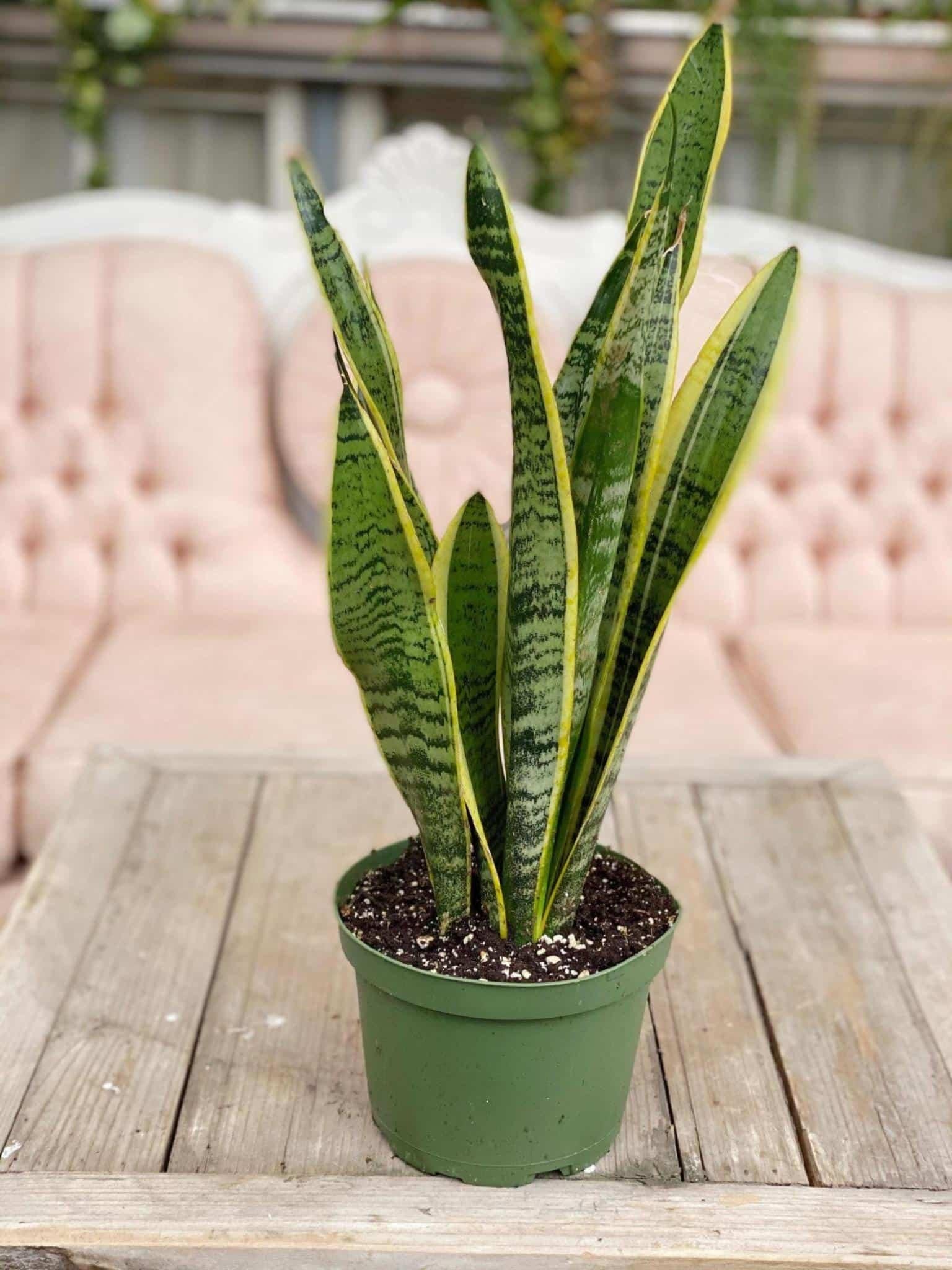 scaled.jpg6713b9e79a462 - Dream About Snake Plant – Exploring the Meaning