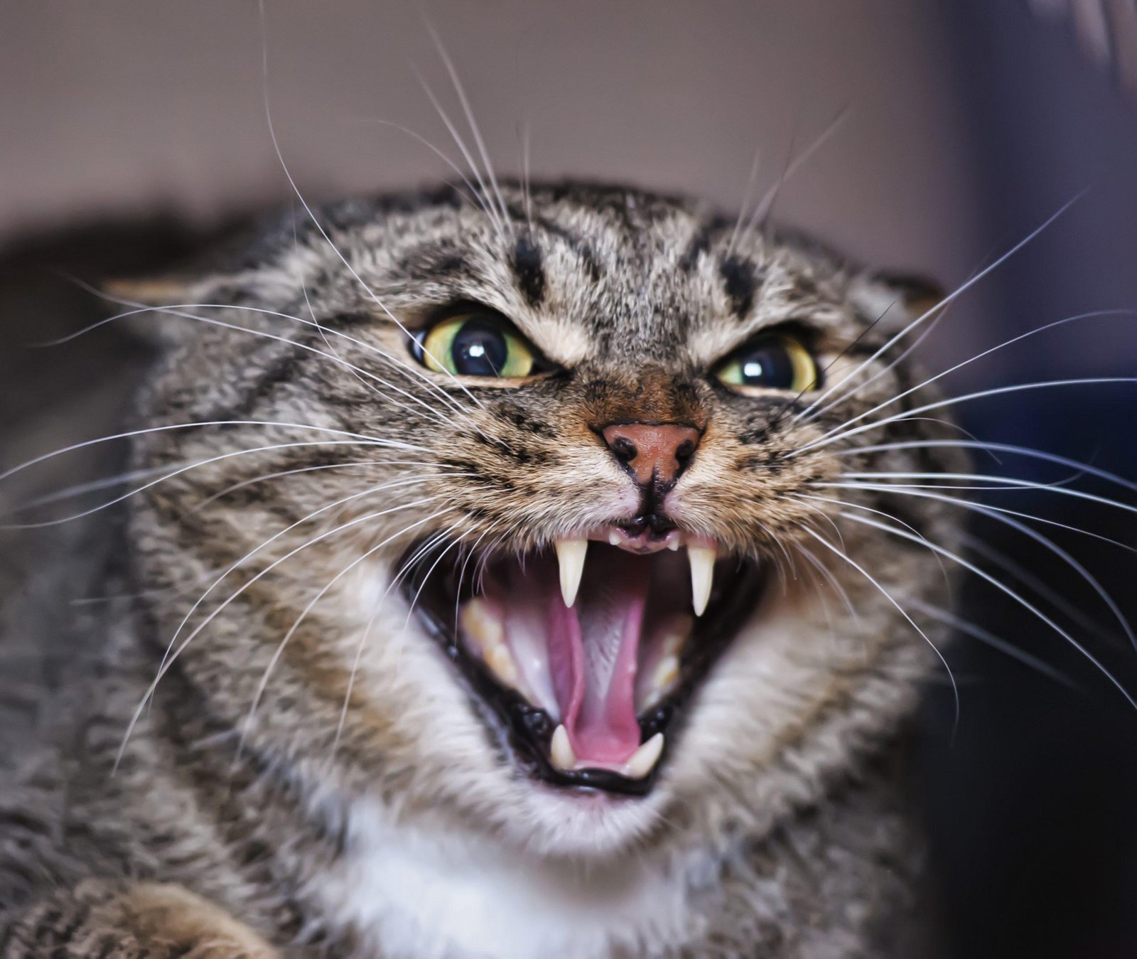 scaled.jpg67142cb52ec29 - Dream About Being Attacked By A Cat – What It Could Indicate