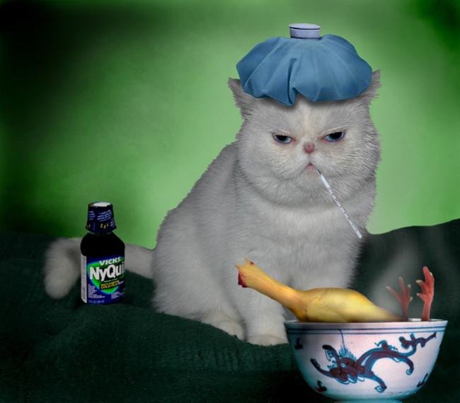 sick - Dream About Sick Cat – Hidden Messages and Insights
