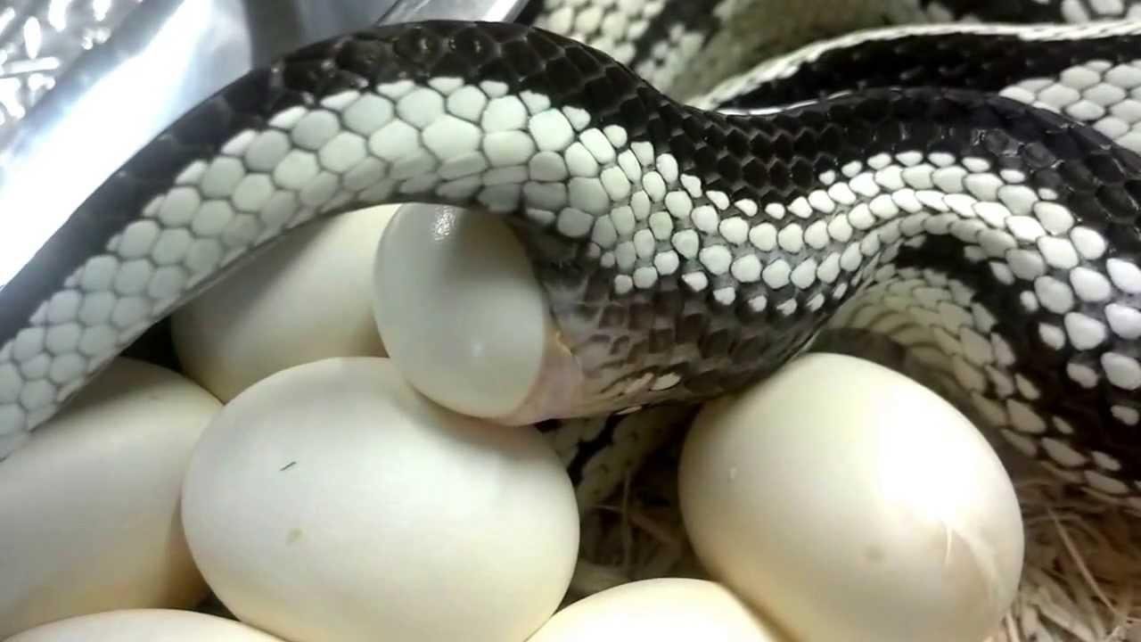 snake - Dream About Snake Laying Eggs – Exploring the Meaning