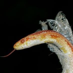 snakes - Dream About Snake Shedding Skin – Hidden Messages and Insights