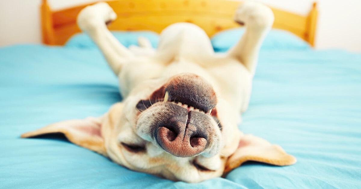social.jpg670e0c696d4bc - Dream About Dog That Has Passed Away – Understanding Its Implications