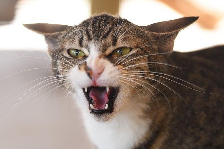 source - Dream About Cat Hissing At Me – Hidden Messages and Insights