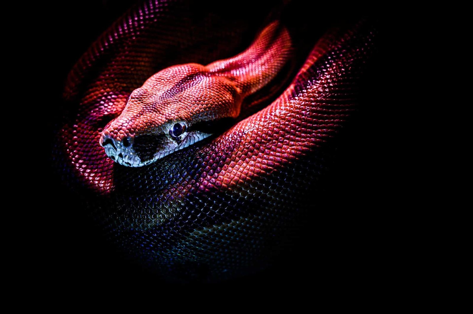 splash.jpg670d38eabef79 - Dream About One Snake – Understanding Its Implications
