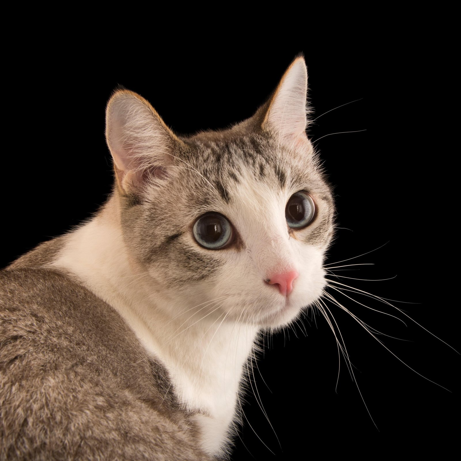 square.jpg670386edd7be8 - Dream About Cats And Kittens – Spiritual and Psychological Insights