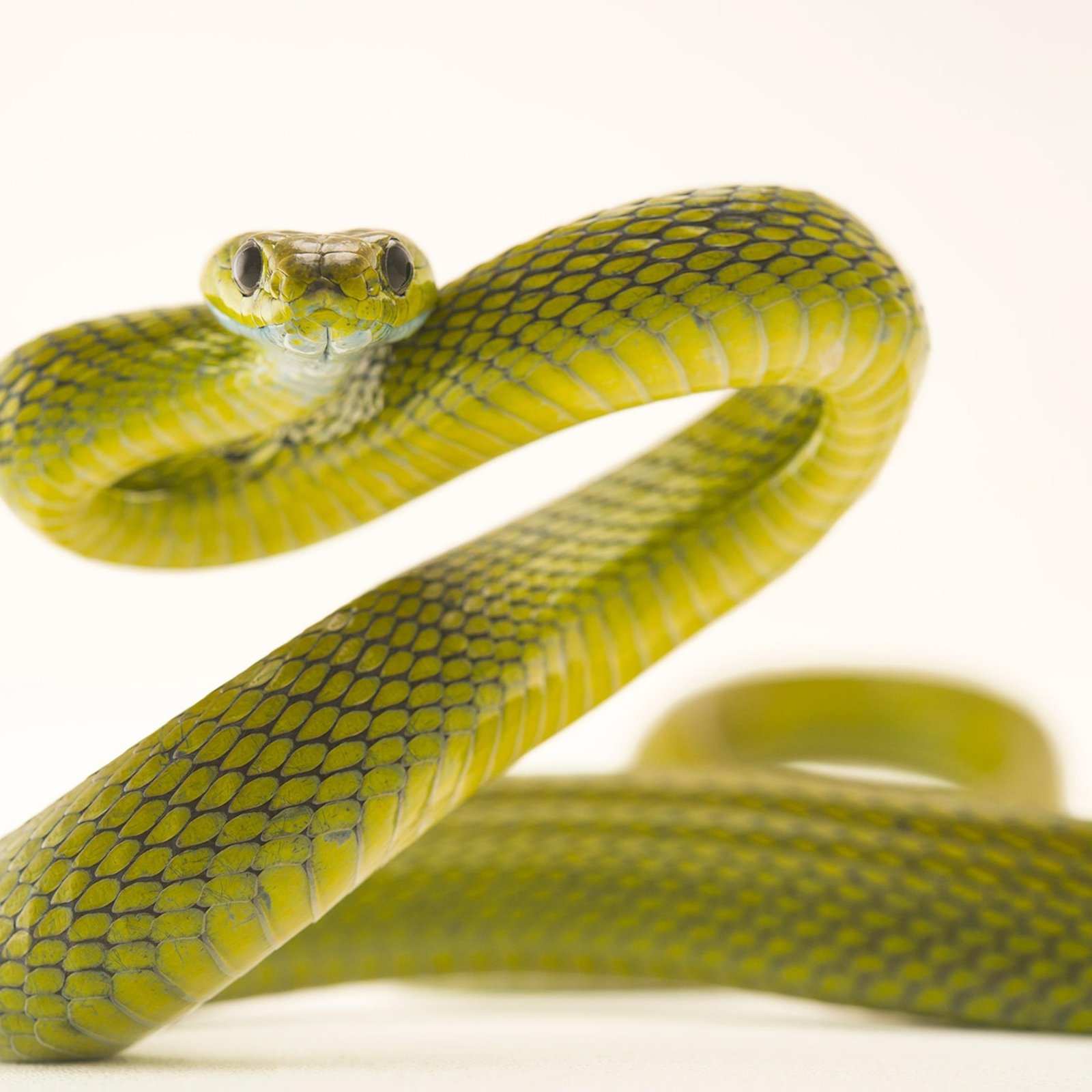 square.jpg6713990ba5b56 - Dream About 7 Snakes – Causes and Interpretations