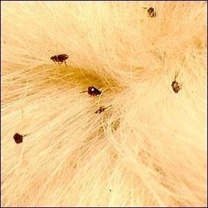 sset 4 - Dream About Dog Having Fleas – Hidden Messages and Insights