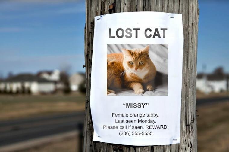 st cat - Dream About Lost Cat Coming Home – Analysis and Explanation